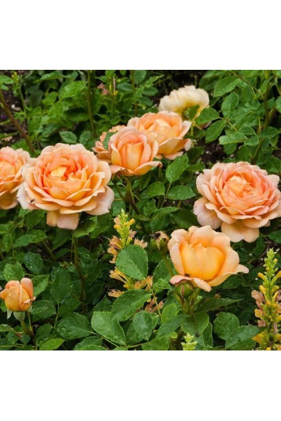 Троянда чайно-гібридна Луі де Фюнес у повному цвіті